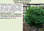 Самшит вечнозелёный_Buxus sempervirens