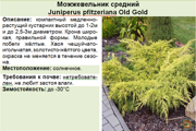 Можжевельник средний_Juniperus pfitzeriana Old Gold